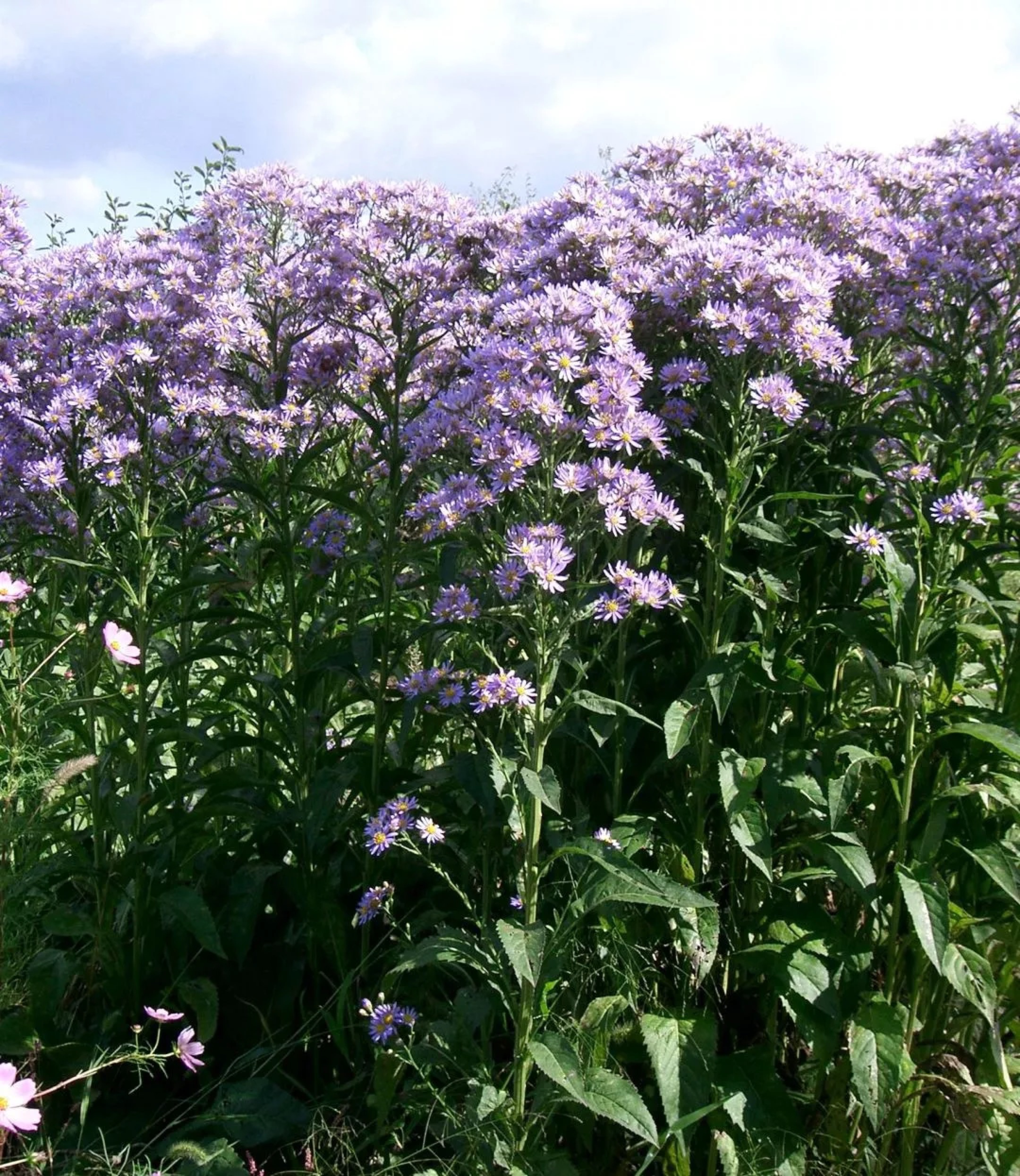 试听109秒366.紫菀|为什么萌萌的小紫花,让植物爱好者看见就想踩死它?